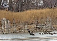 Bald Eagles et al 6110